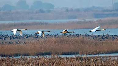 黄河入海口·山东：这里有座“鸟类国际机场”