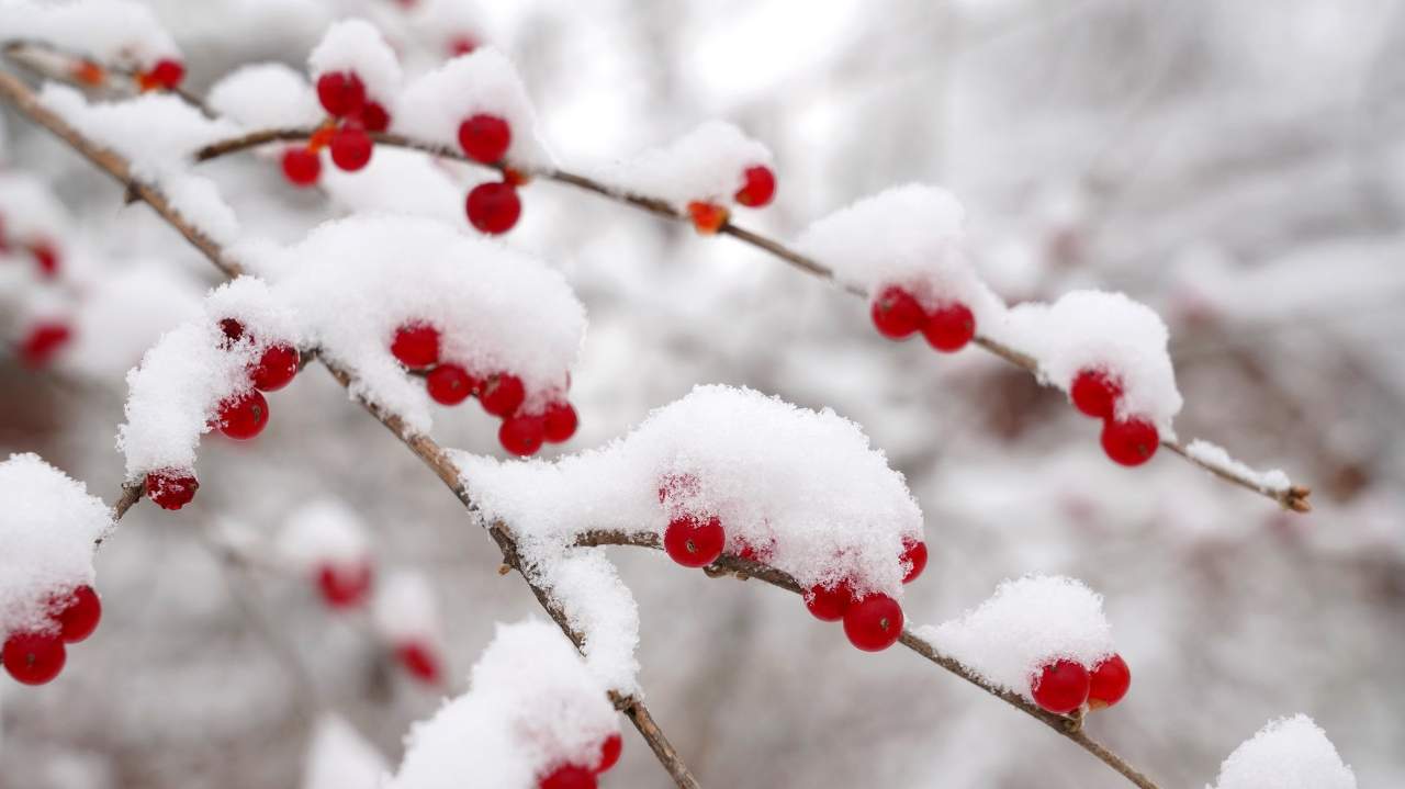 寒至极处是暖烟
