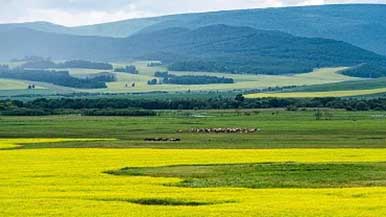 走进内蒙古，领略大草原文化风采
